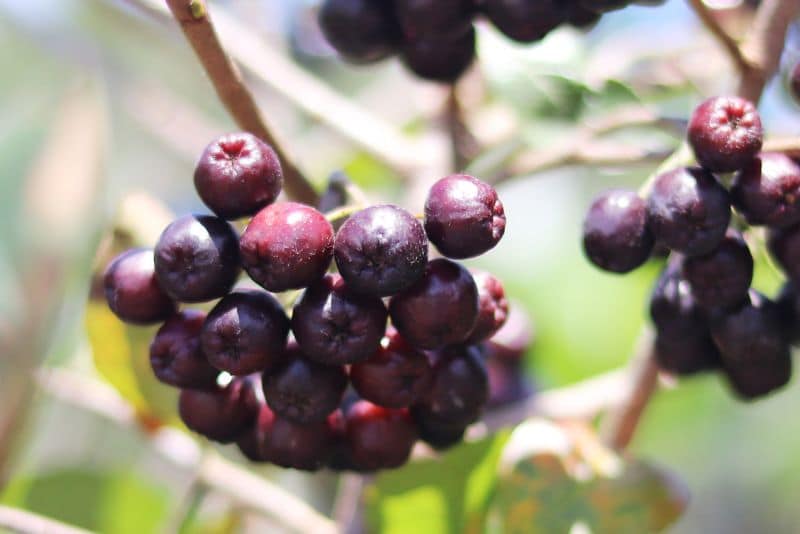 acai berries growing in the wild
